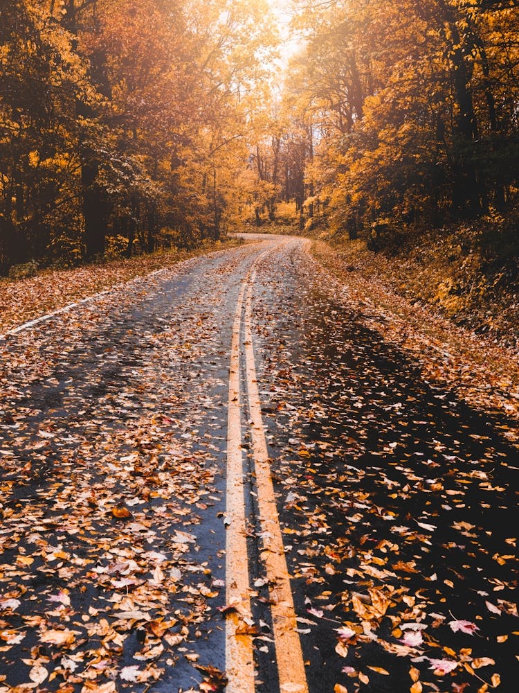 Autumn Leaves At Smoky Mountain National Park