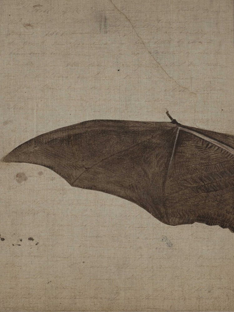 Bat In Flight 1