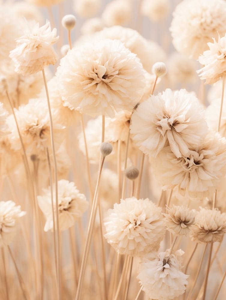 Boho Dried Flowers Scabiosa 1