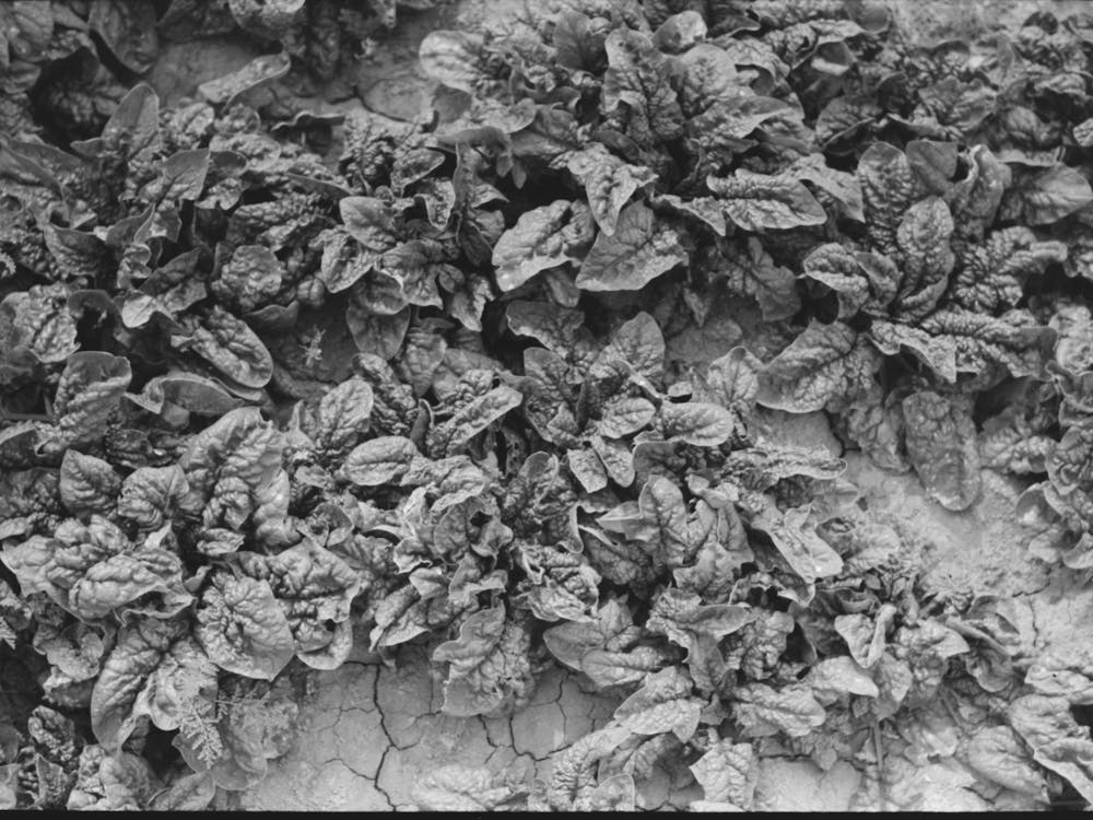 Spinach Growing In Field At La Pryor, Texas By Russell Lee