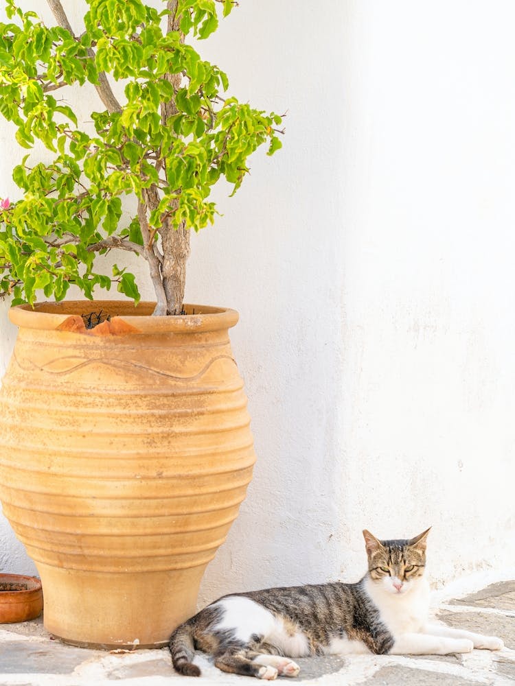 Resting Cat in Paros
