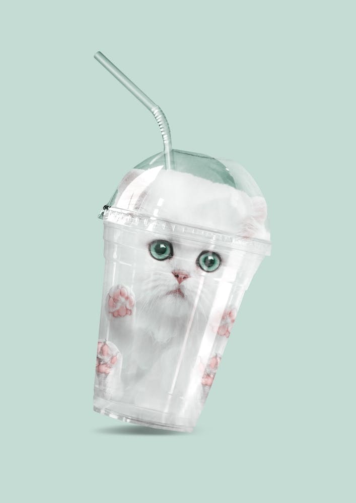 Catshake