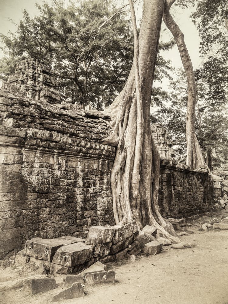 Tree Roots Of Angkor Cambodia