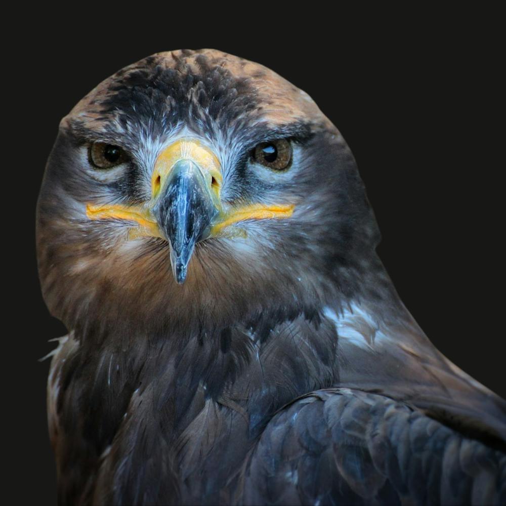 Eagle