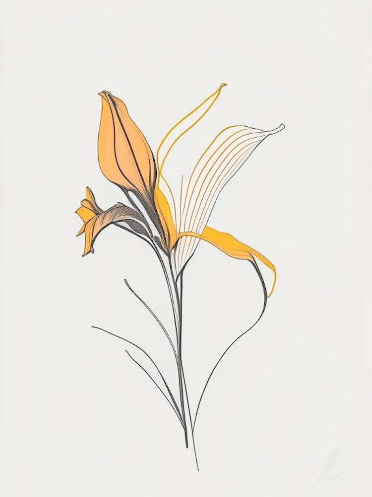 Lily Floral Minimal Line Drawing 2 Flower