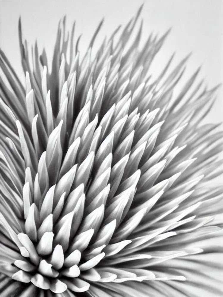 Proteas B&W Pencil 2 Flower