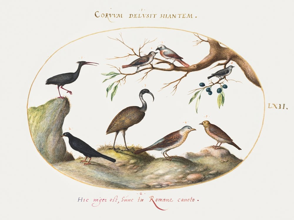 Northern Bald Ibis And Glossy Ibis With Other Birds (1575–1580), Joris Hoefnagel