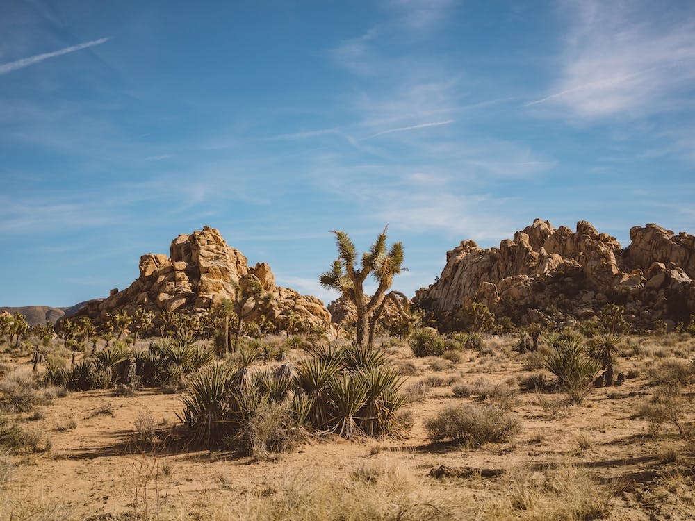 Joshua Tree National Park XXIII