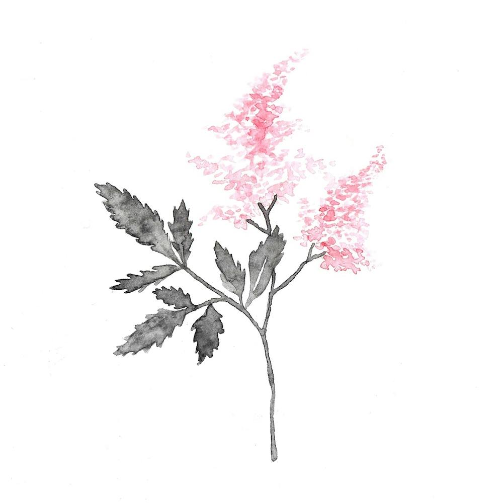 Lilac Flowers2