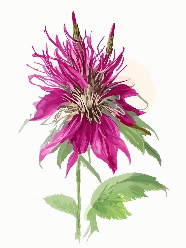 Bee Balm Wildflower Watercolour