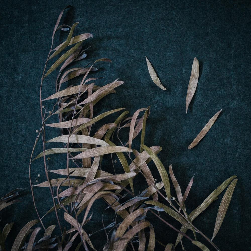 Dramatic Leaves Square