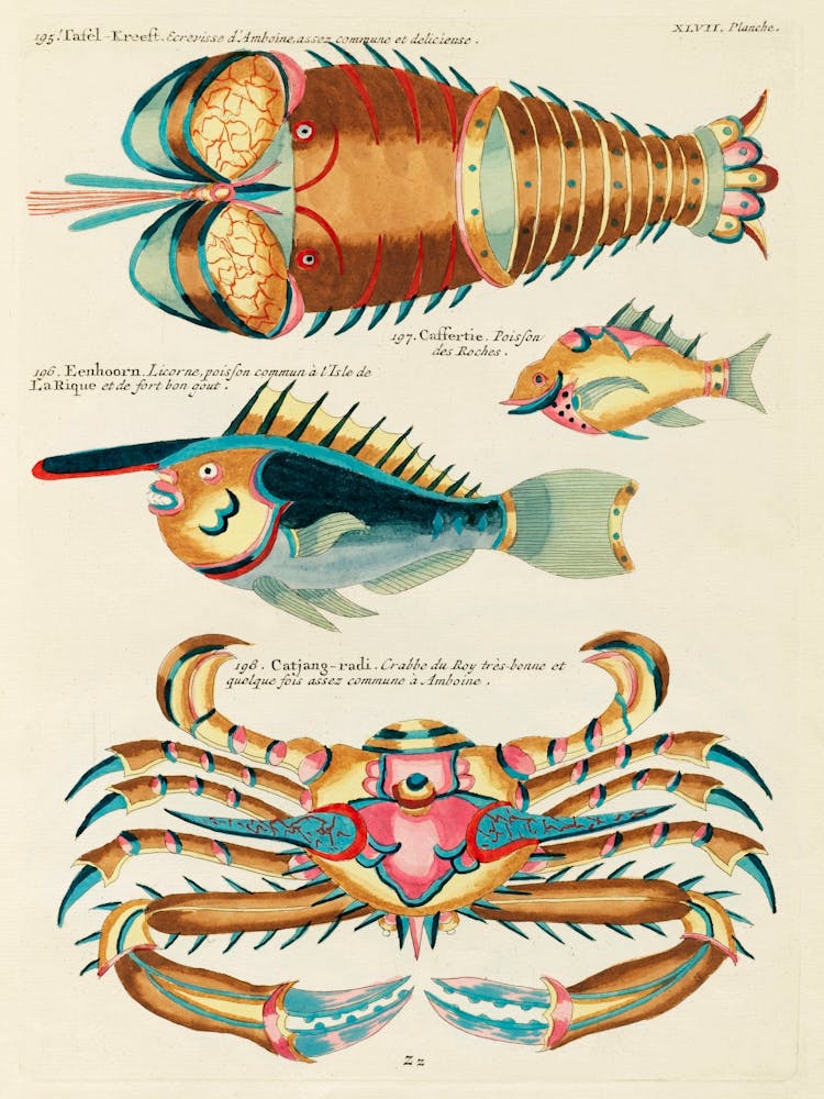 Colourful And Surreal Illustrations Of Fishes, Lobster And Crab Found In The Indian And Pacific Oceans, Louis Renard (76)