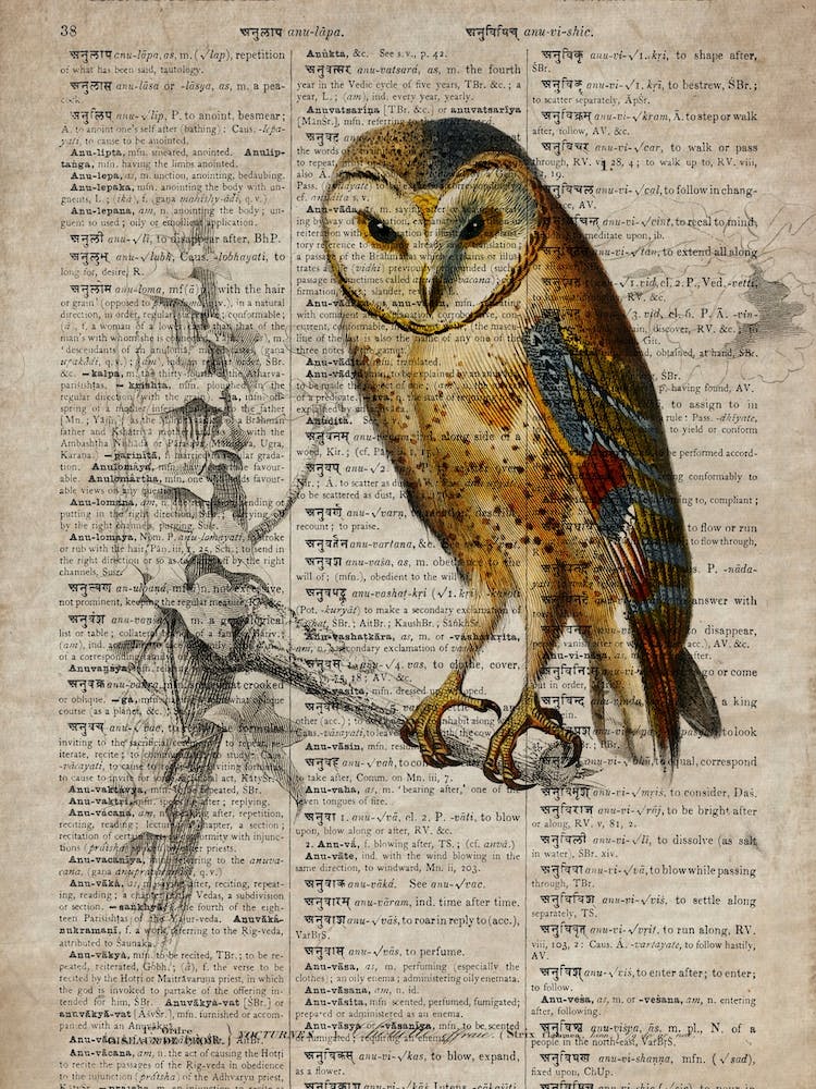 Owl Dictionnaire Universel Dhistoire Naturelle