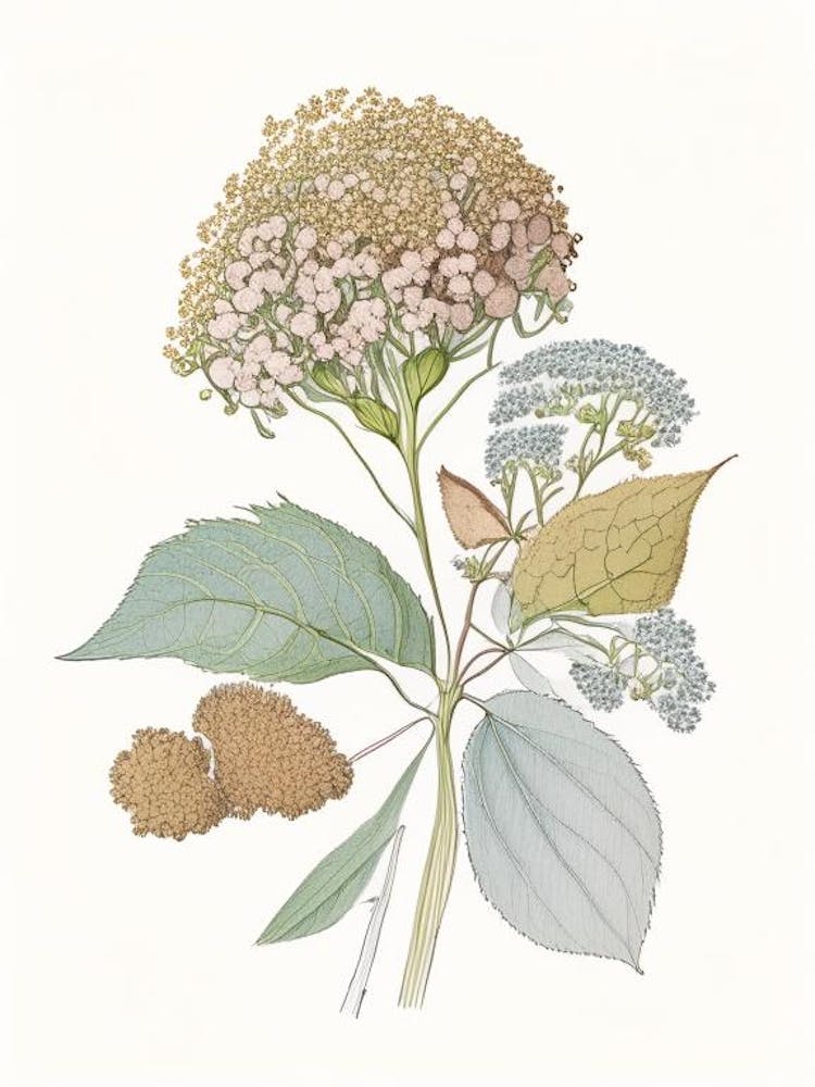 Hydrangea Root Spices And Herbs Pencil Illustration 3
