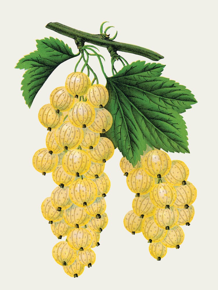 Yellow Currants