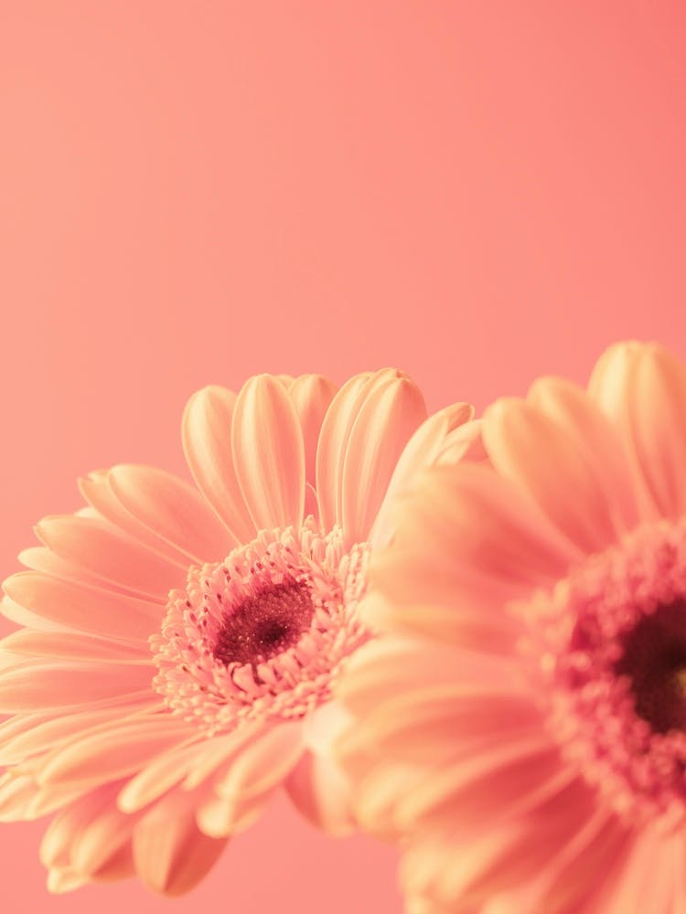 Peach fuzz trend - blooming beauties soft pastel orange colored Gerbera flowers in summer - floral nature and travel photography by Christa Stroo Photography