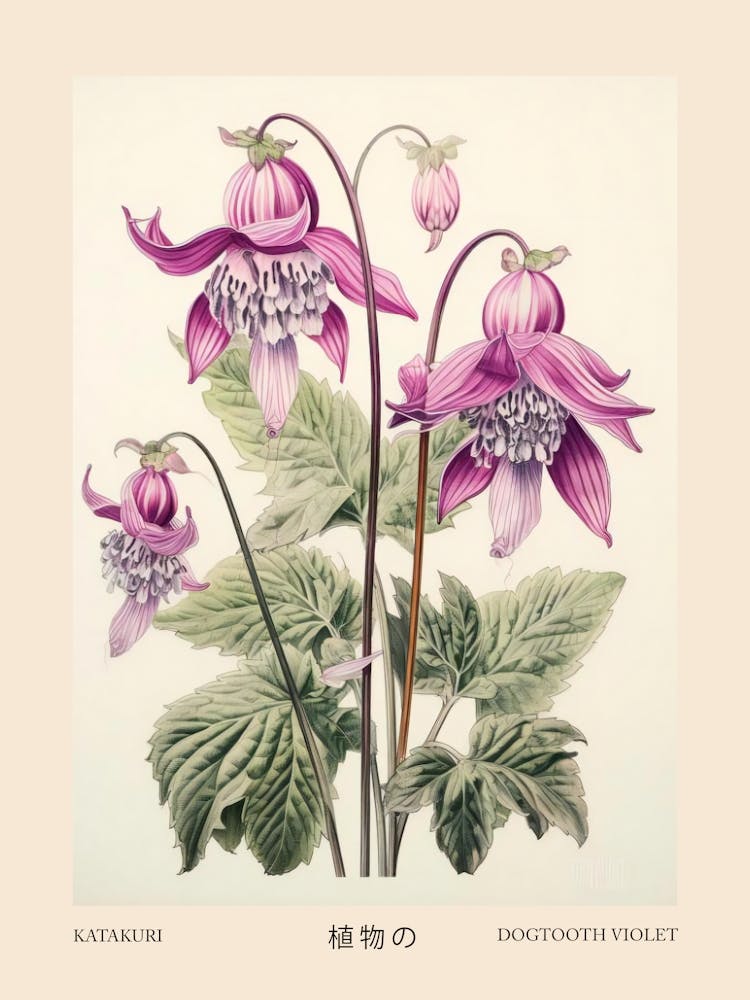 Katakuri Hundszahnlilie 1 Vintage Japanisches Botanisches Poster