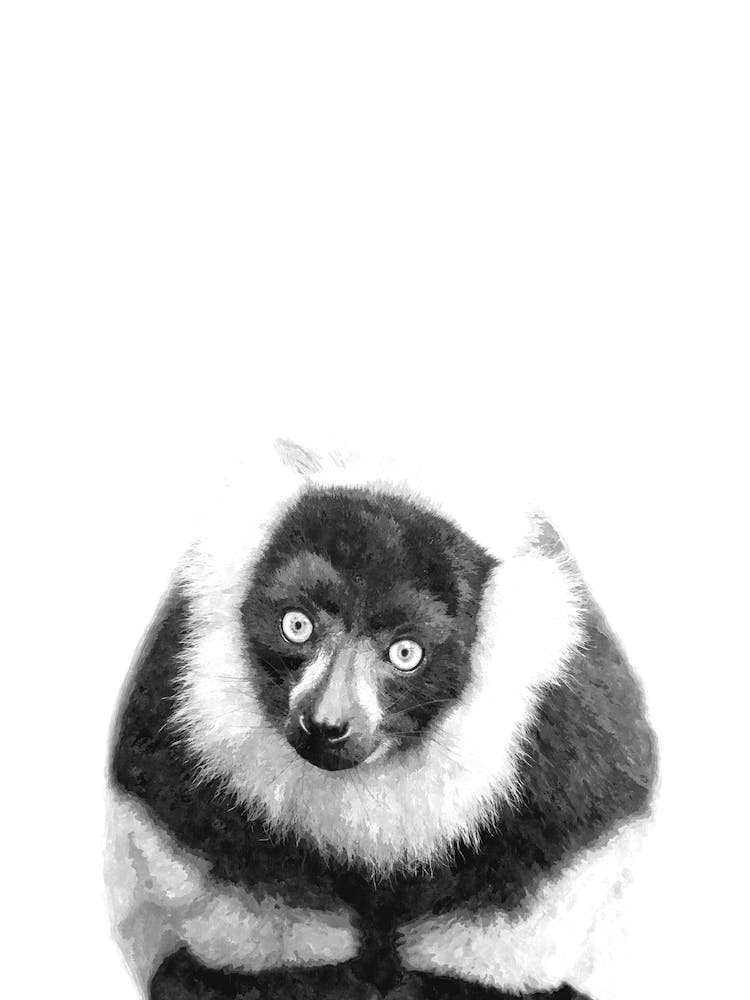 Black and White Lemur Illustration