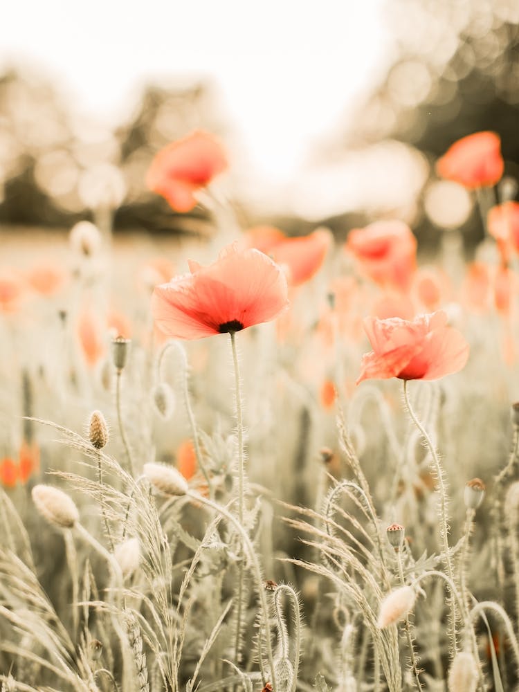 Paysage de Prairie de Coquelicots