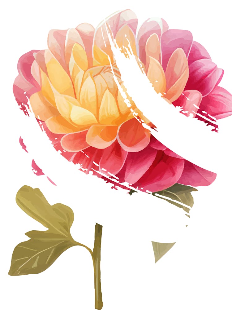 Dahlia Flower