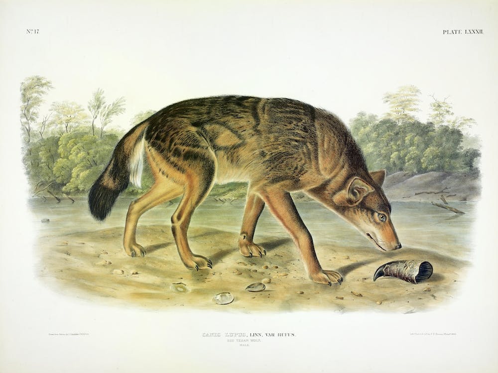 Texan Wolf, John James Audubon
