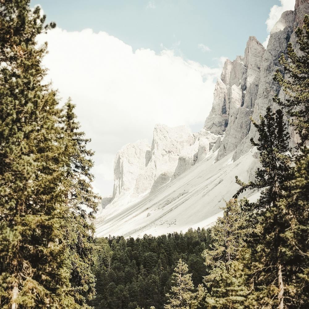 Thick Forest Mountain Square