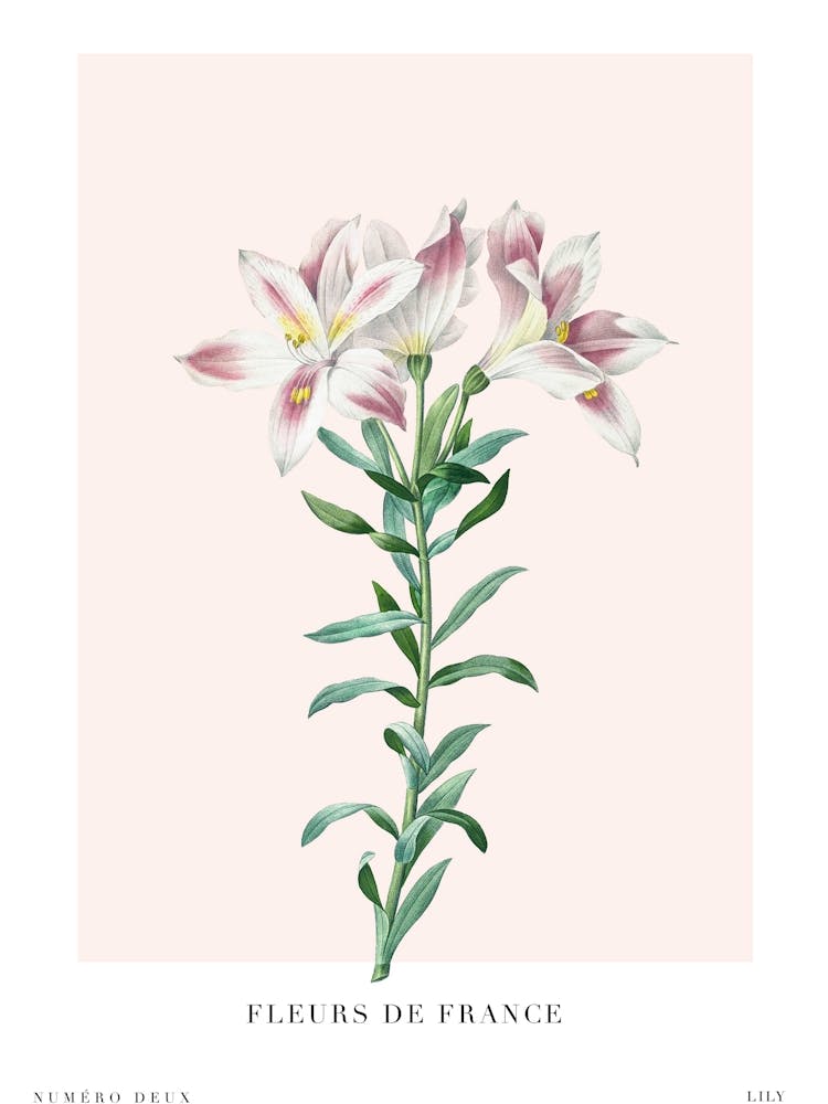 Motifs Floraux de France 2