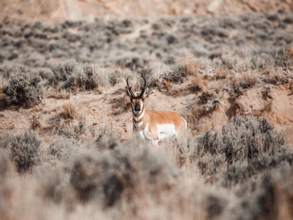Antelope In Sagebrush