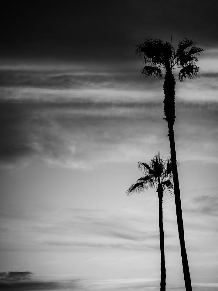 Black And White Palm Trees 4