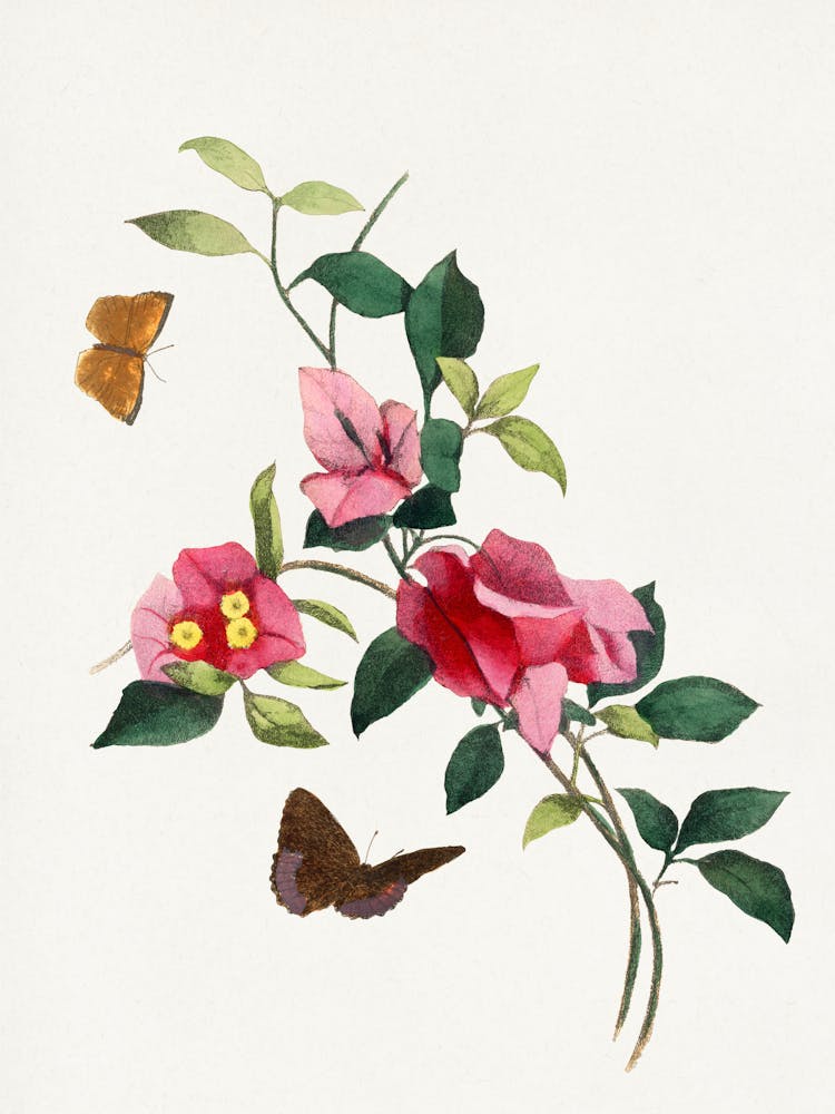 Chinese Flowers And Butterflies