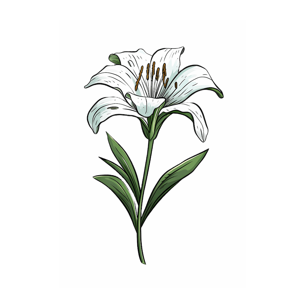 A single Lily