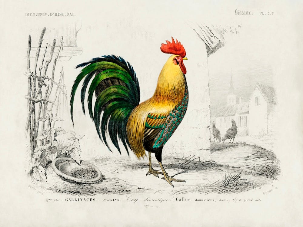 Cock, Charles Dessalines D'Orbigny