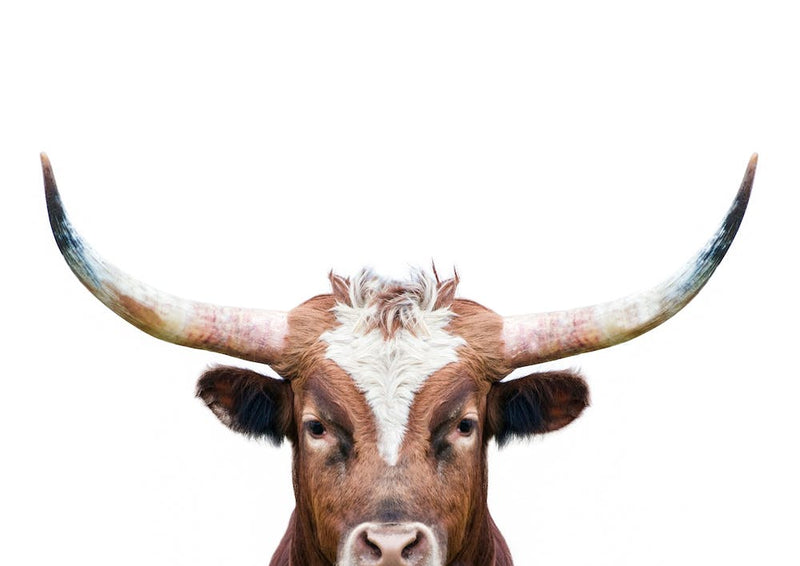 Longhorn