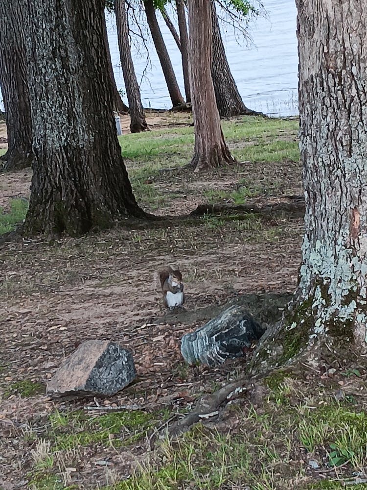 Squirrel On The Lake