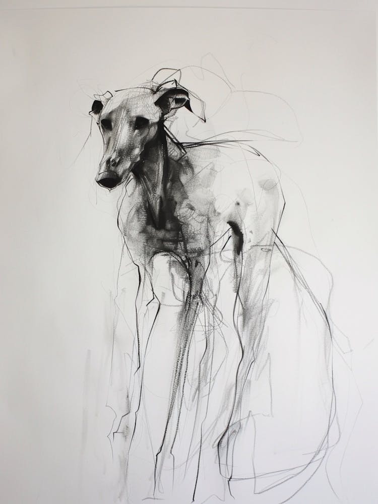 Greyhound Dog Charcoal Line 1