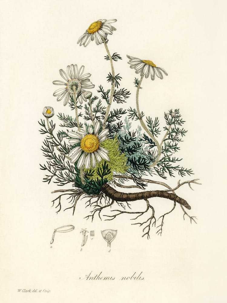 Chamomile Illustration Medical Botany