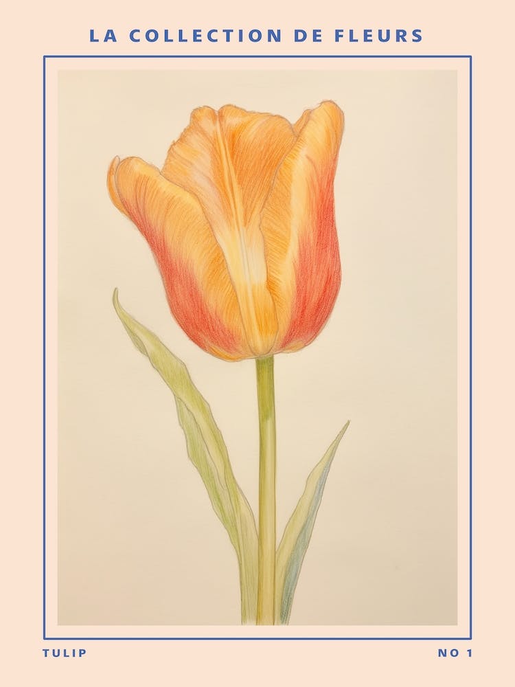Tulip French Flower Botanical Poster