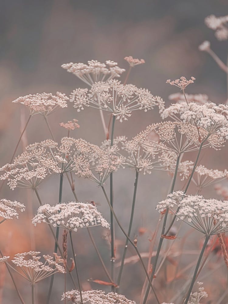 Mystic Garden Peach