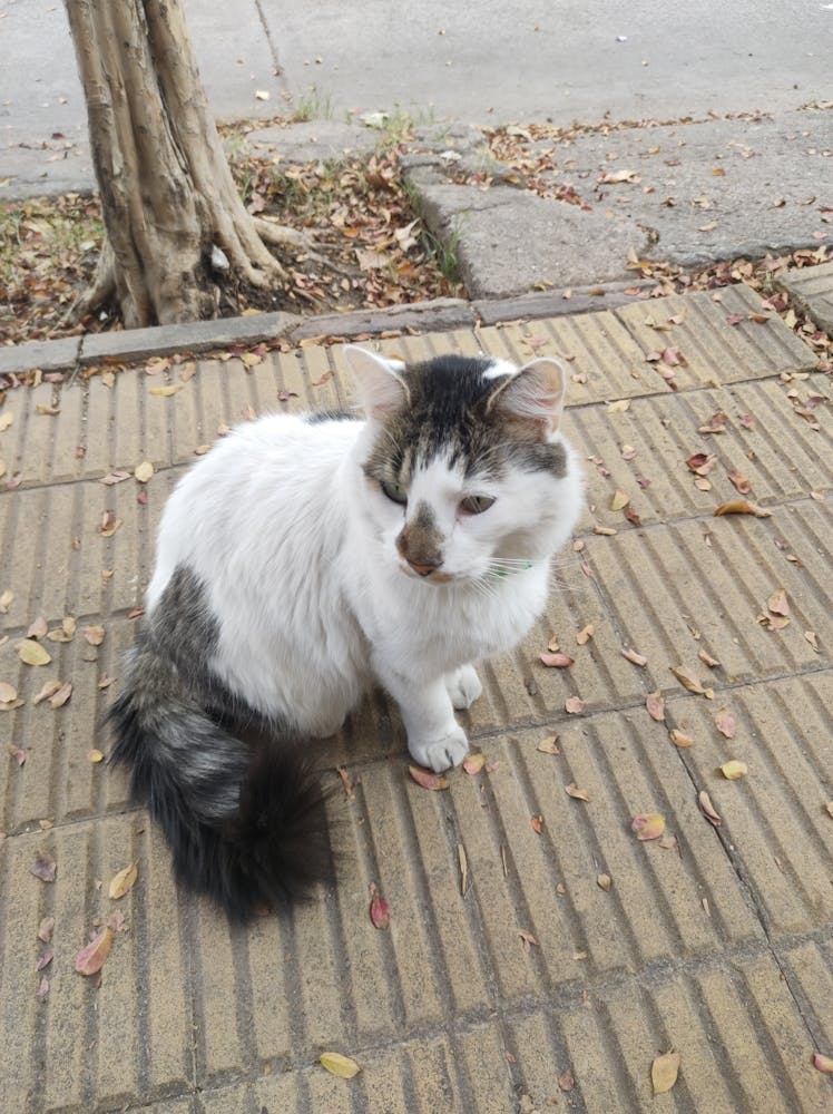 Cat On The Sidewalk