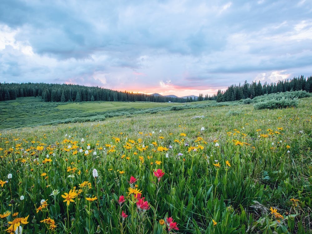Flower Meadow Sunset