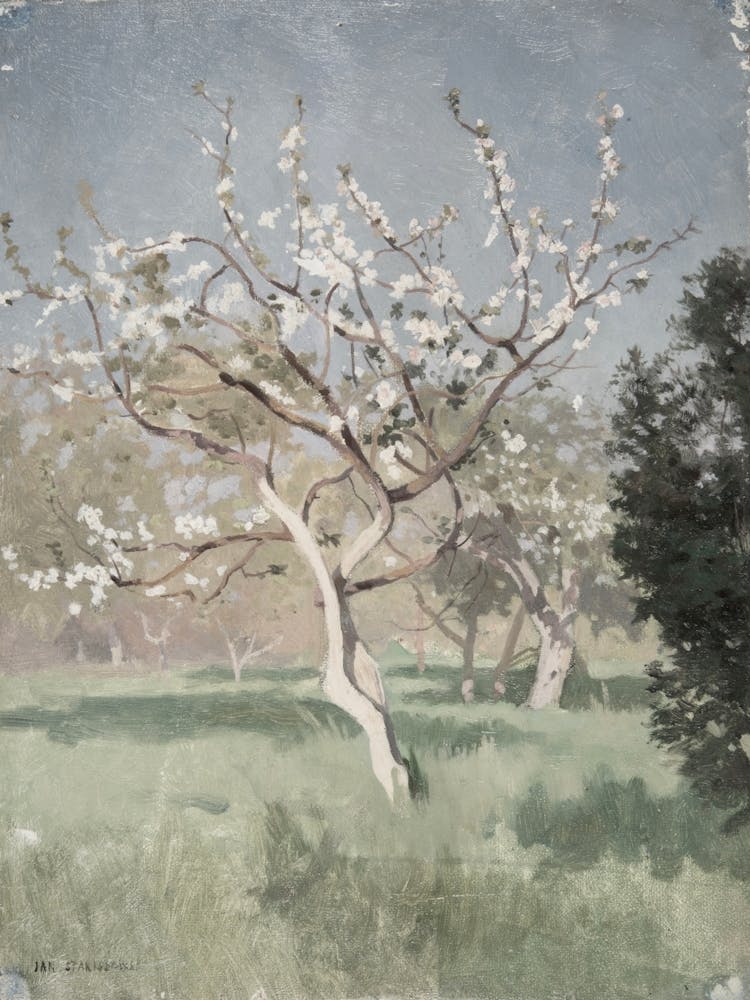 Apple Tree In Blossom