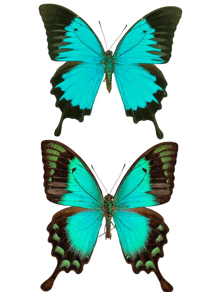 Two Bright Blue Butterflies 2