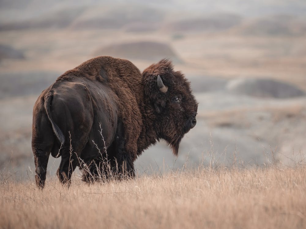Open Range Bison Scenery