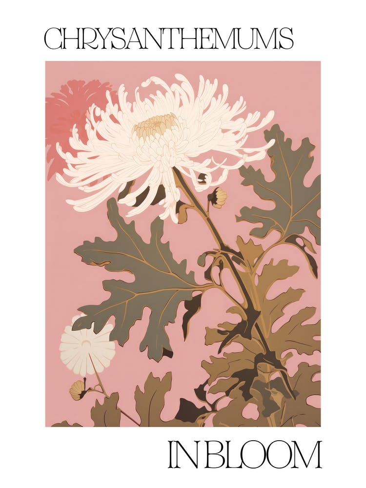 Chrysanthemums In Bloom Flowers Bold Illustration 2