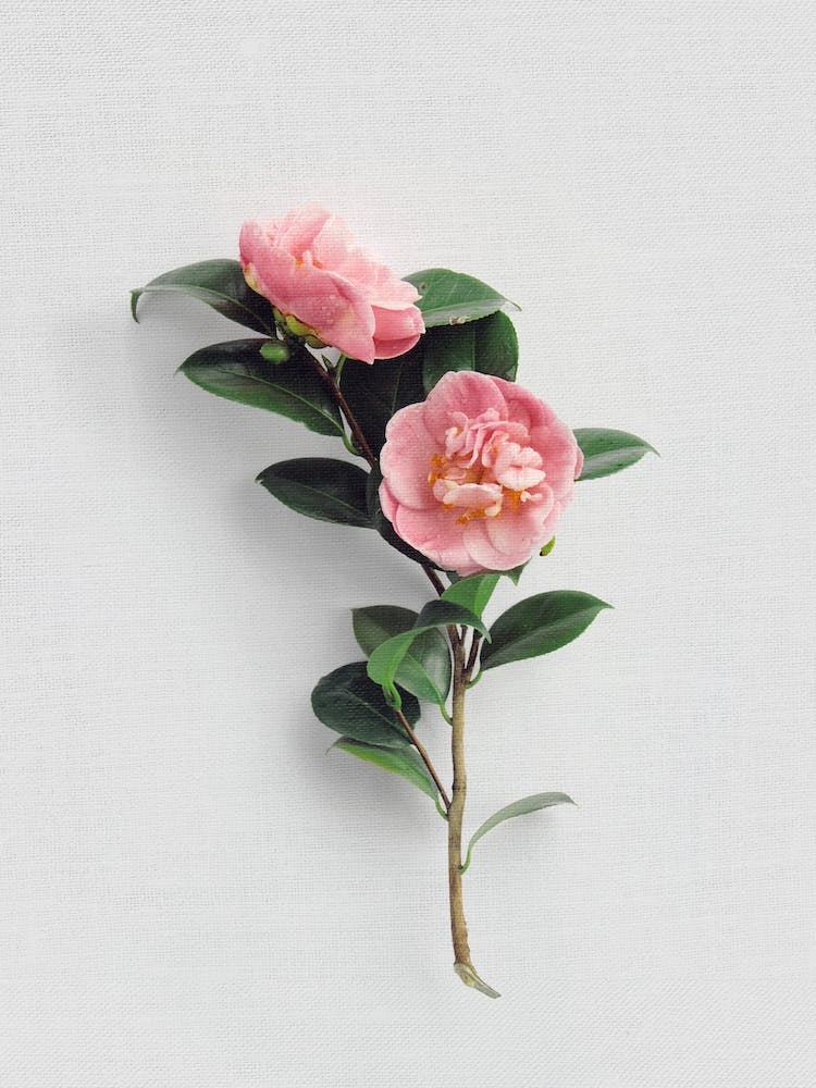 Camellias