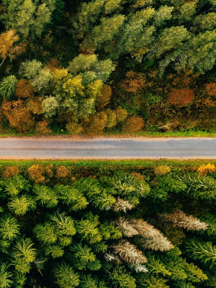 Aerial View Of A Forest Road