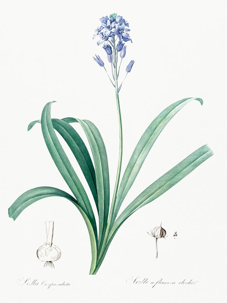 Spanish Bluebell Illustration, Pierre Joseph Redoute