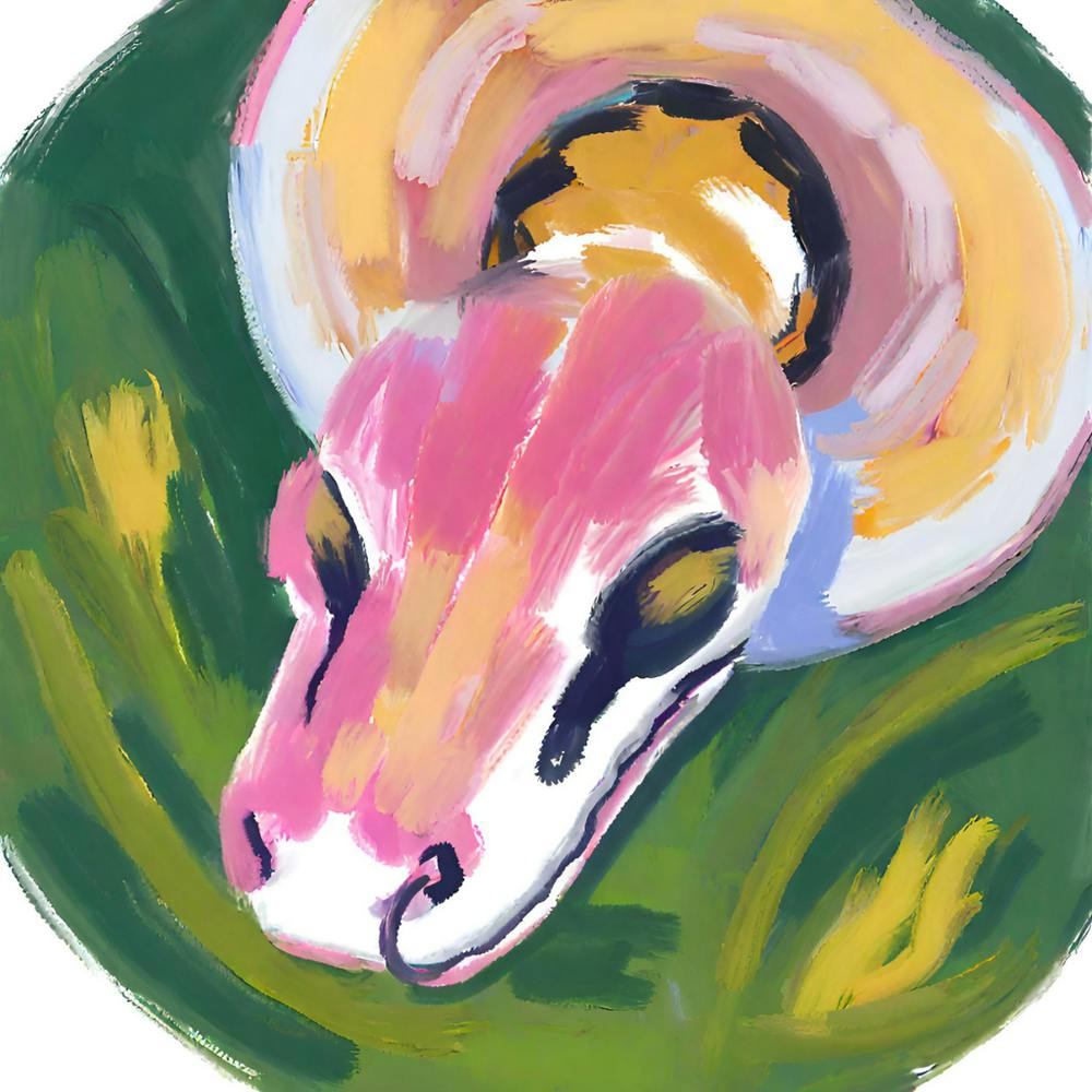 Ball Python Snake 04