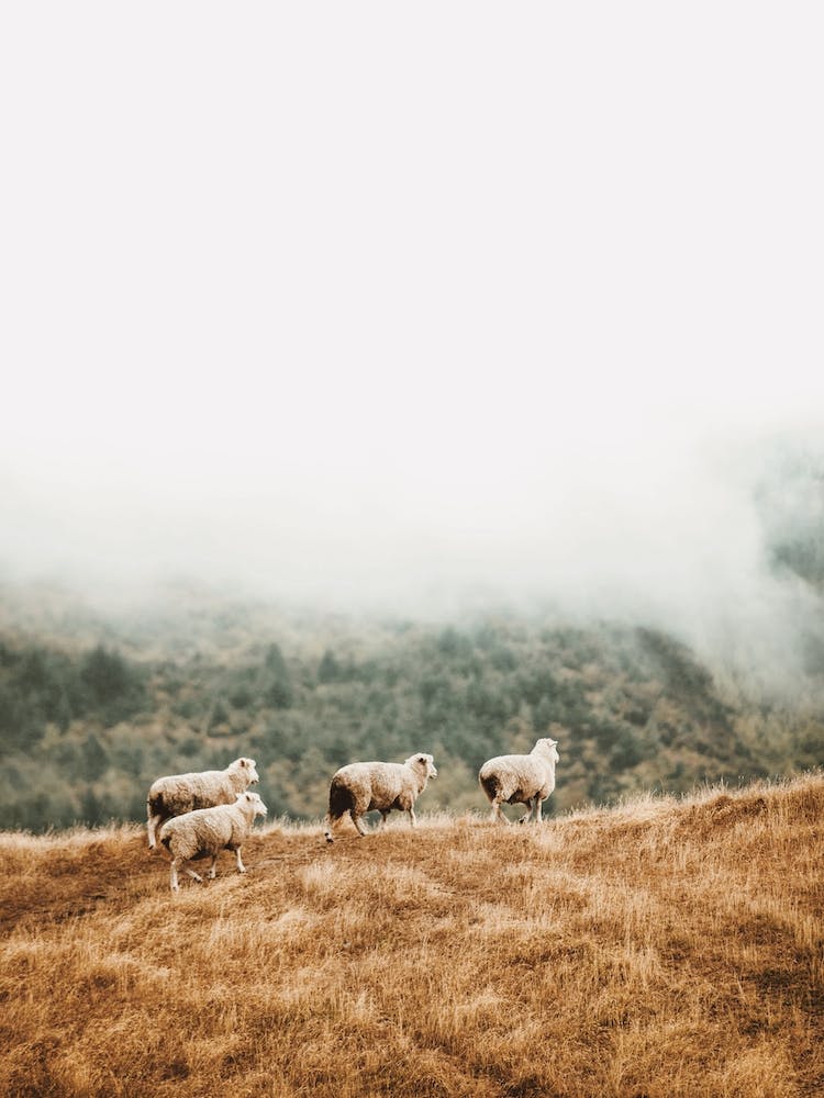 Herd Of Sheep