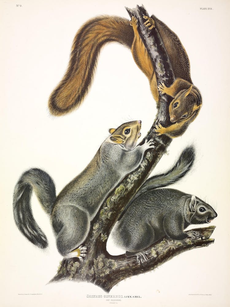 Cat Squirrel, John James Audubon